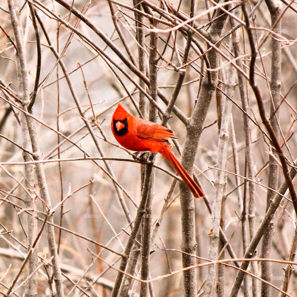 Male cardinal perching on branch