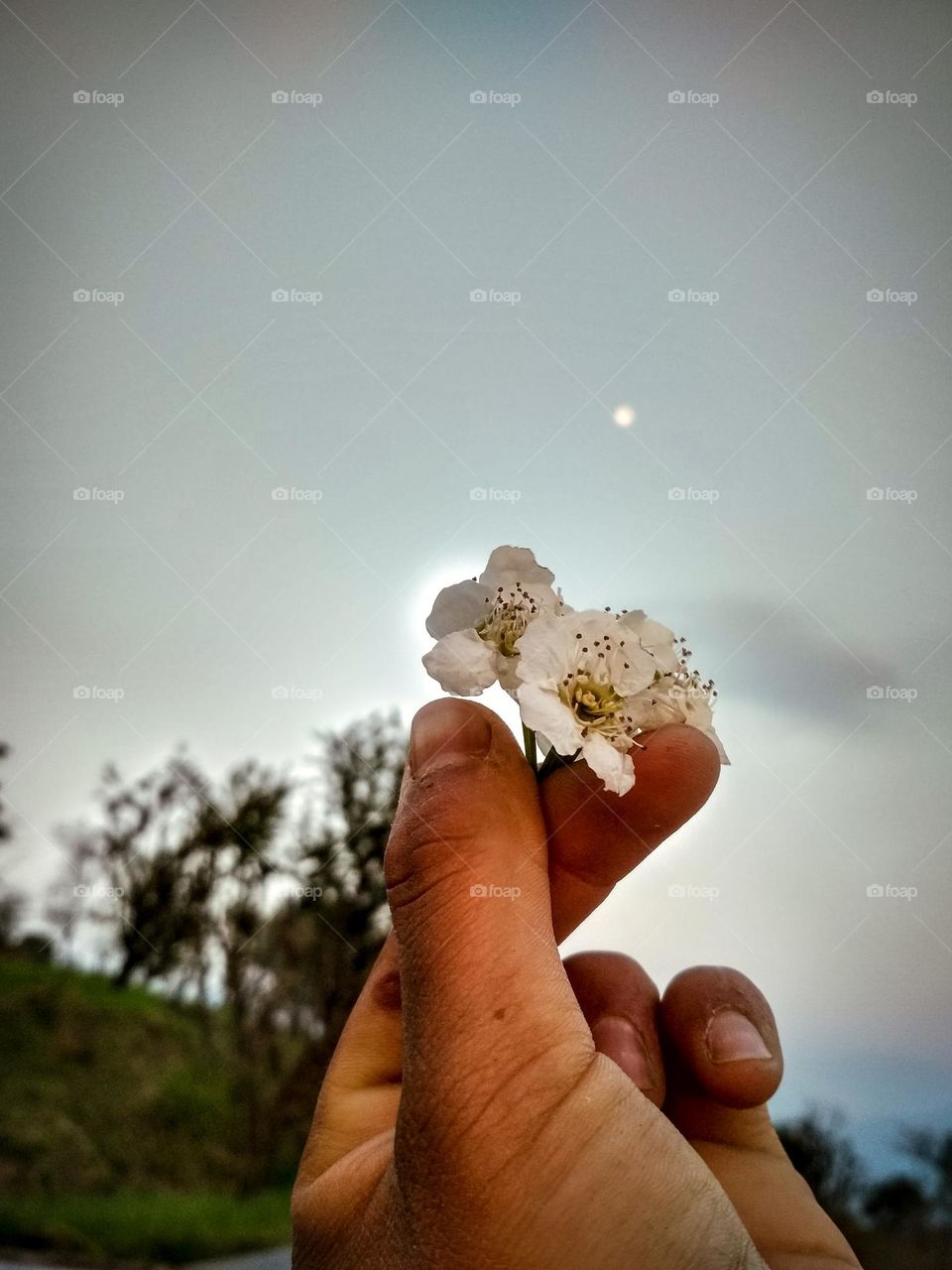 A beautiful white flower.