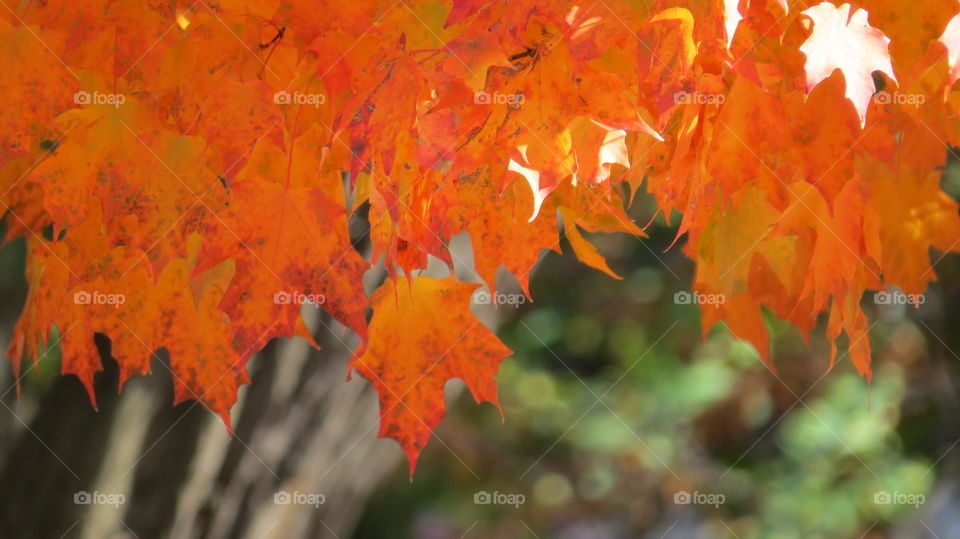 Autumn leaves