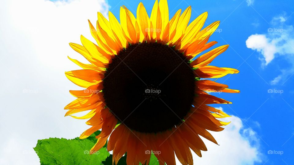 backlit sunflower