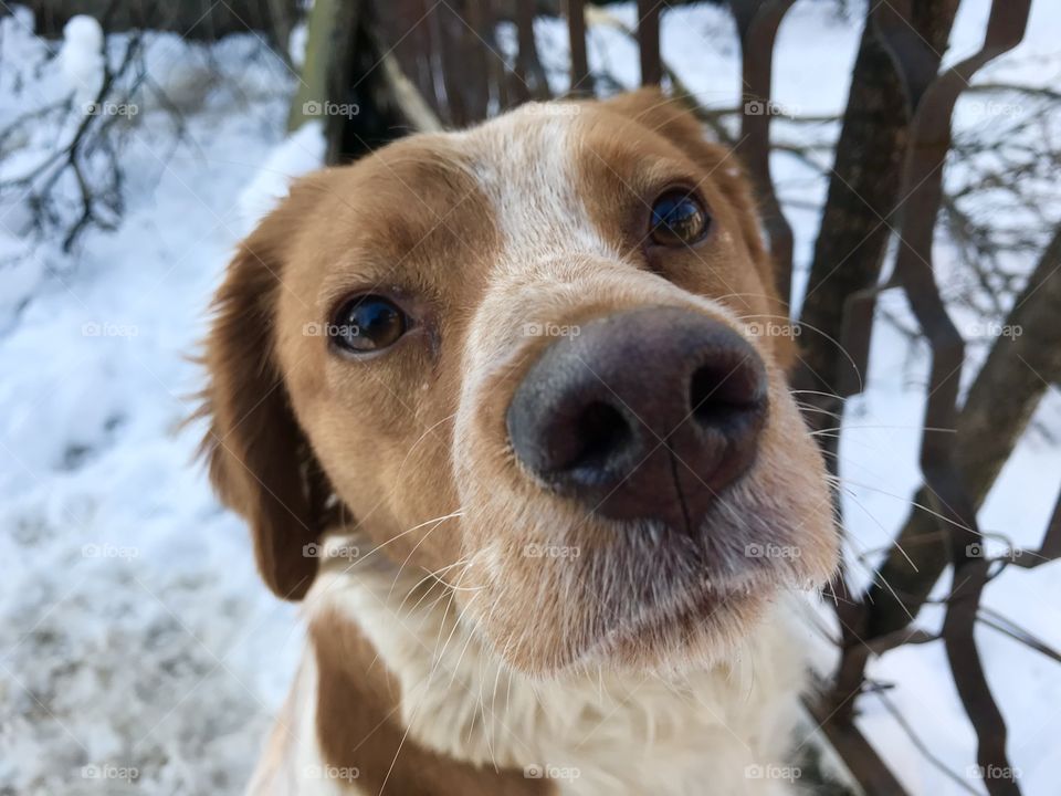 A dog of breed brittany spaniel, in the snow, looking with sad look in his eyes to the camera.
