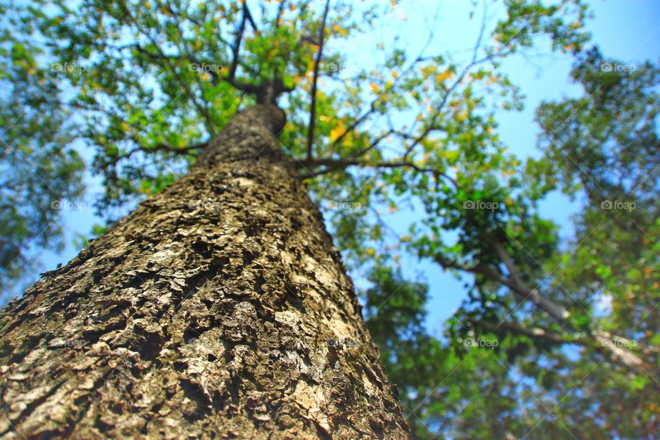 The majestic tall trees stand in a sprawling forest, beautiful from an ant's view.