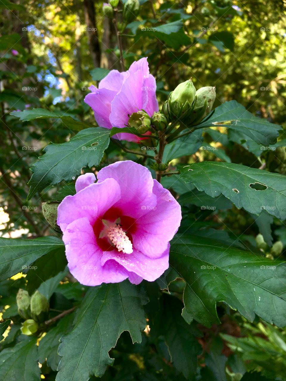Pink/purple flowers.