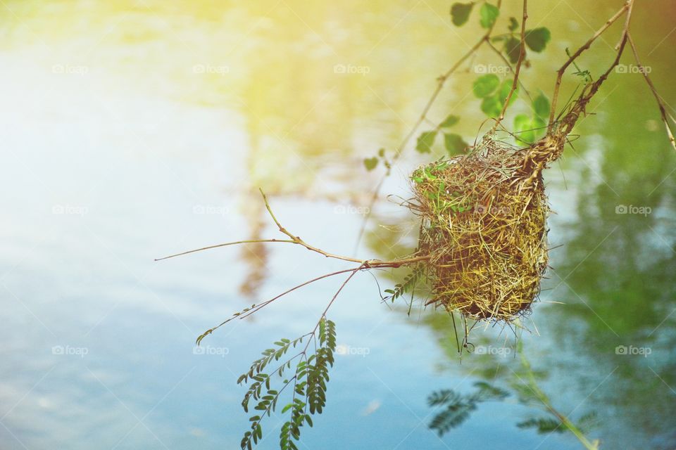 Bird nest edge natural canal