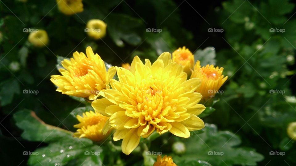 Hello chrysanthemum flower