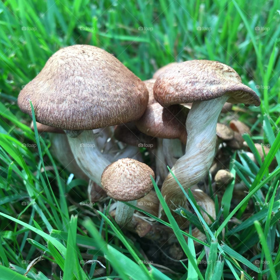 Mushrooms