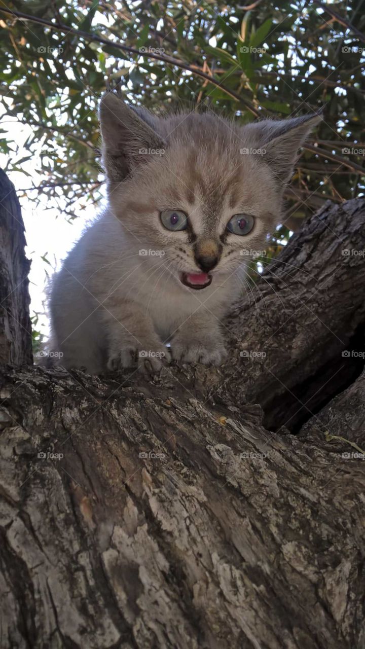 My beloved cat Viola begging in the branches of the olive tree.