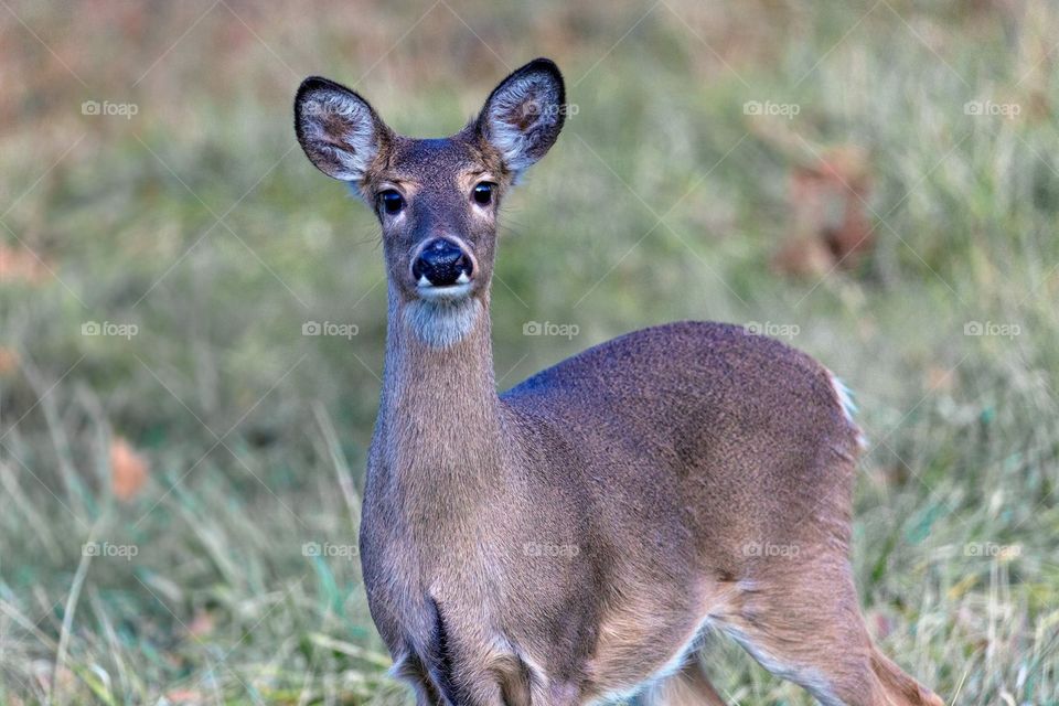 Deer ( doe)