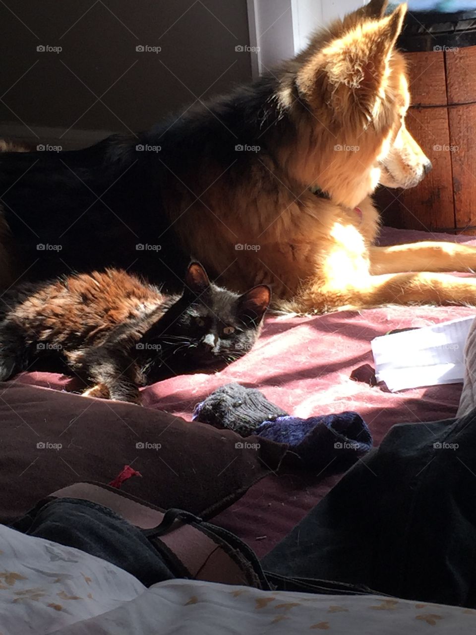 Fuzzy dog and cat sunbathing.