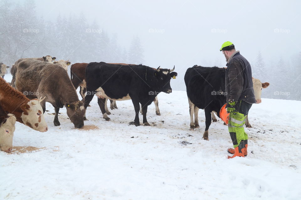 Farmer feeding his cattle