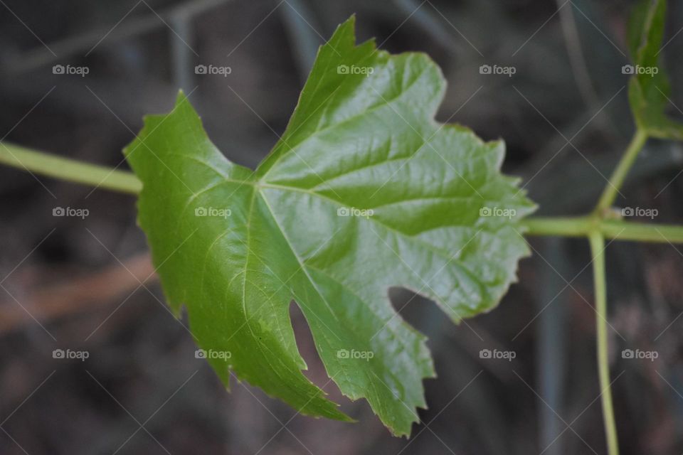 Grape leaf