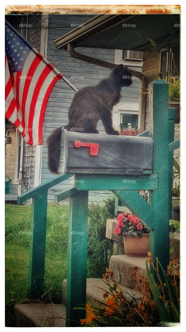 Our cat waiting on mailbox 2