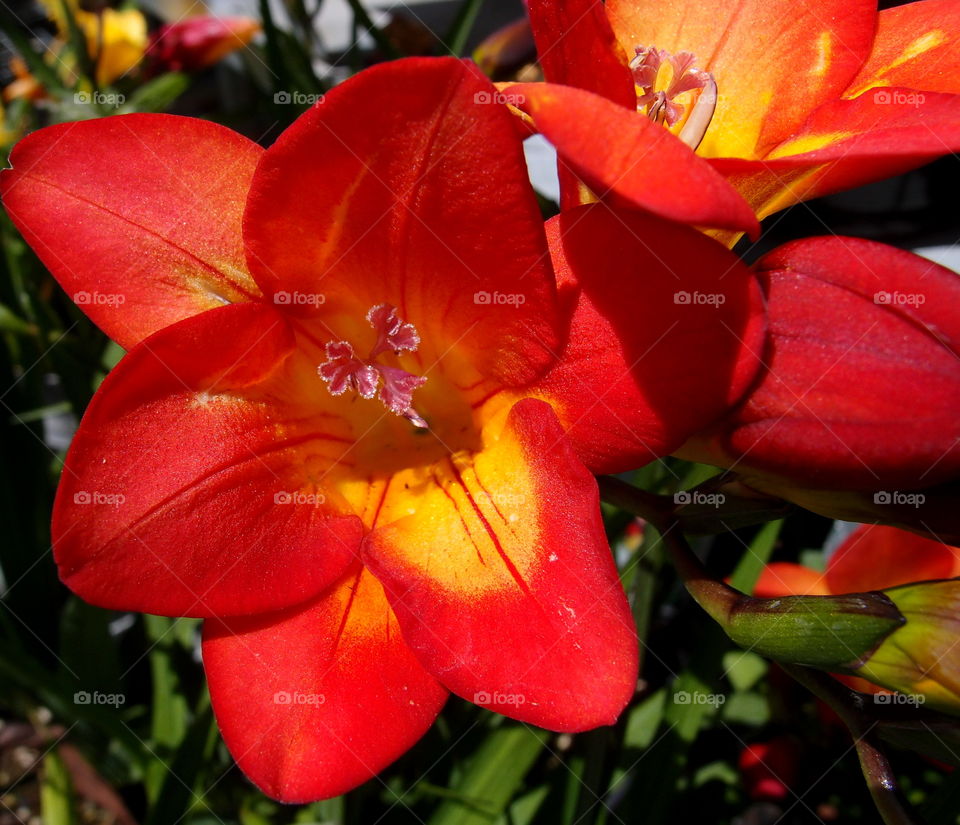 A textured brilliant red and yellow lily in the summer. 