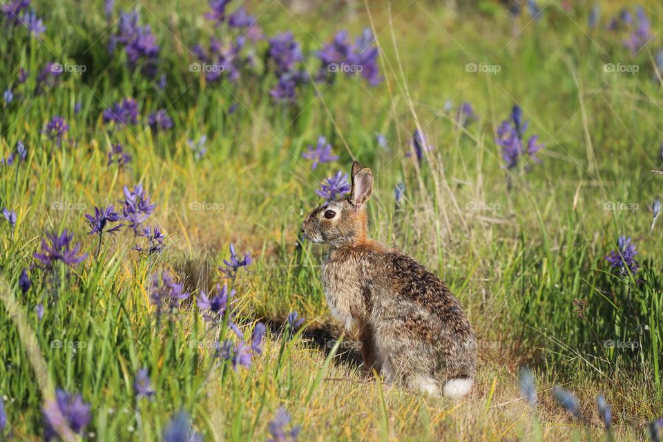 Bunny among camas in springtime 