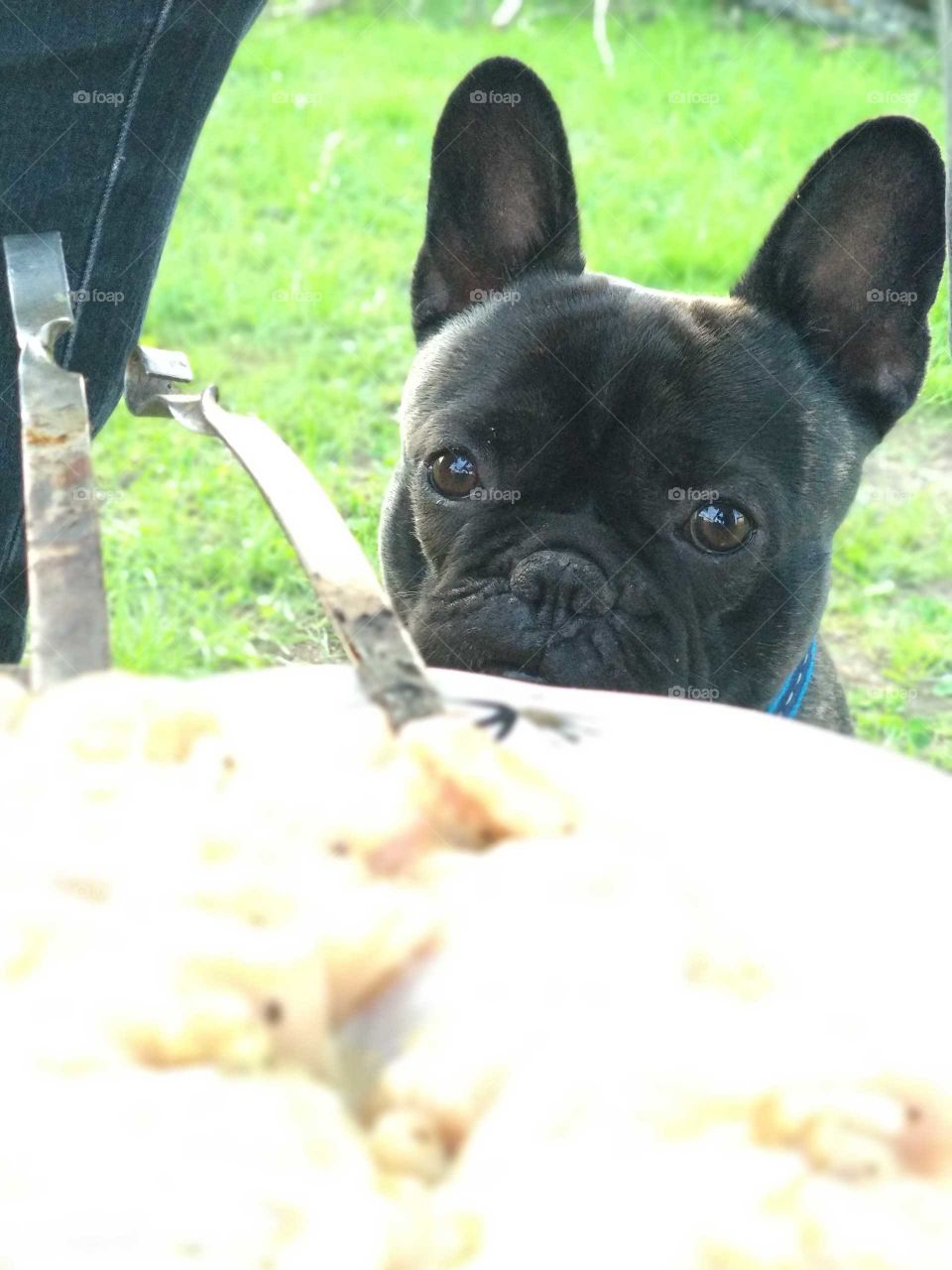 Dog looking at food