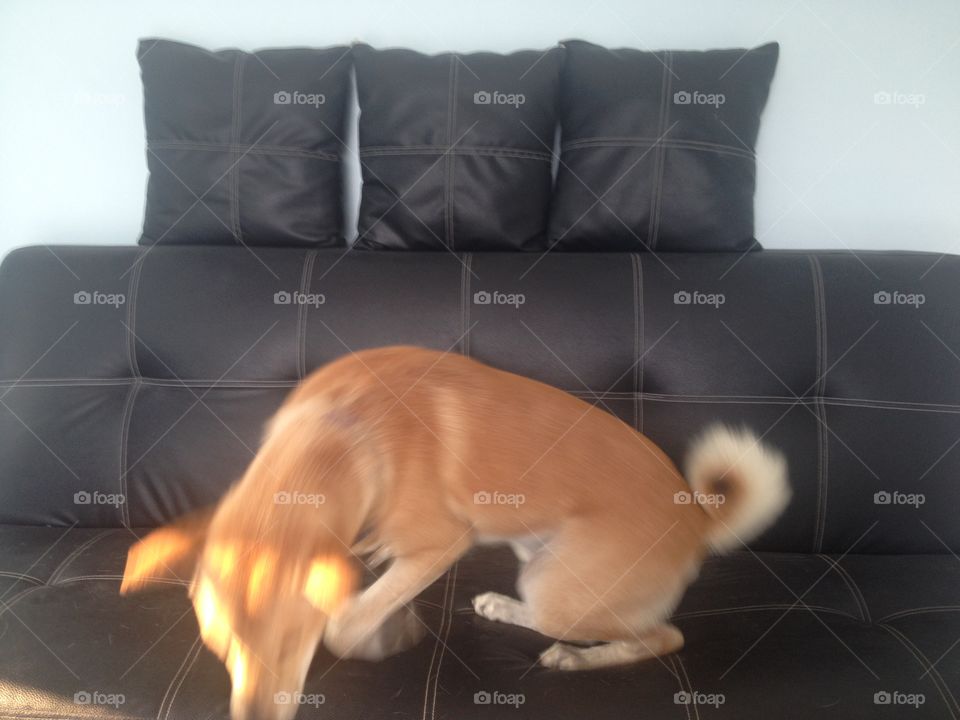 Dog jump from sofa.