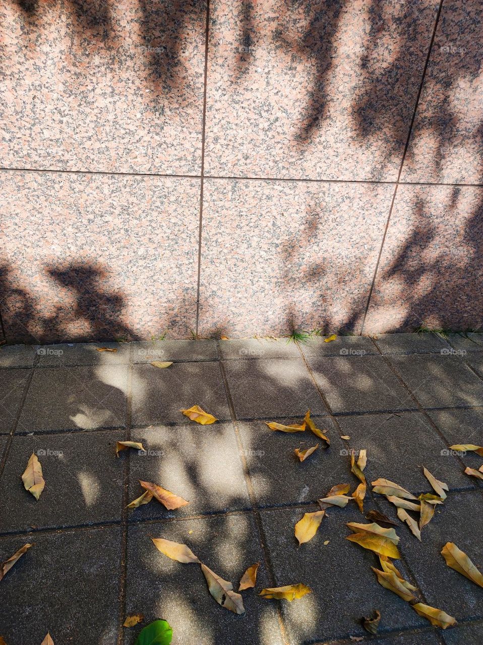 Shadow and died leaves...