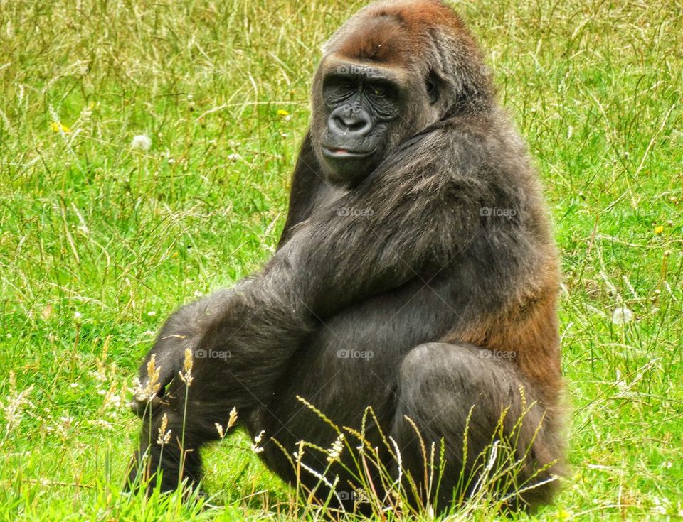 Eastern Lowland Gorilla 