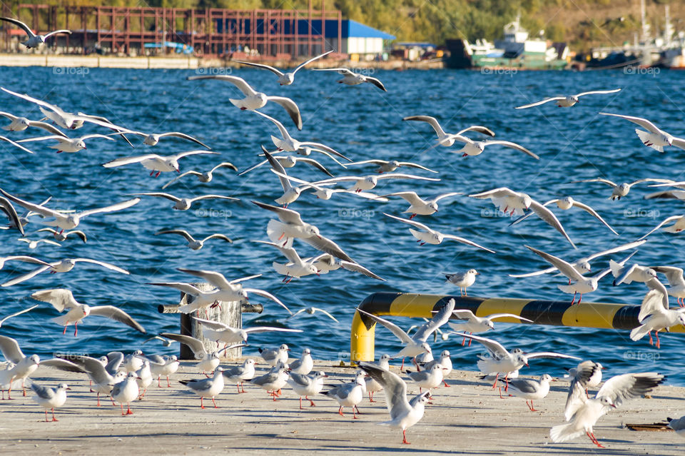 so many gulls land on the pier