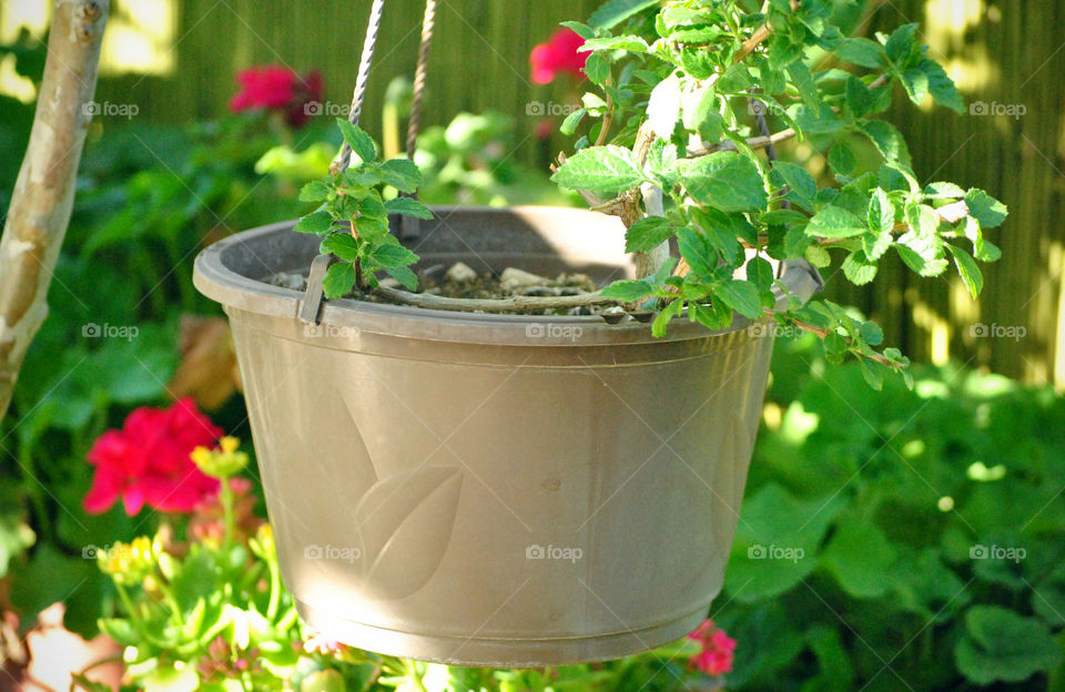 Close-up of a hanging houseplant