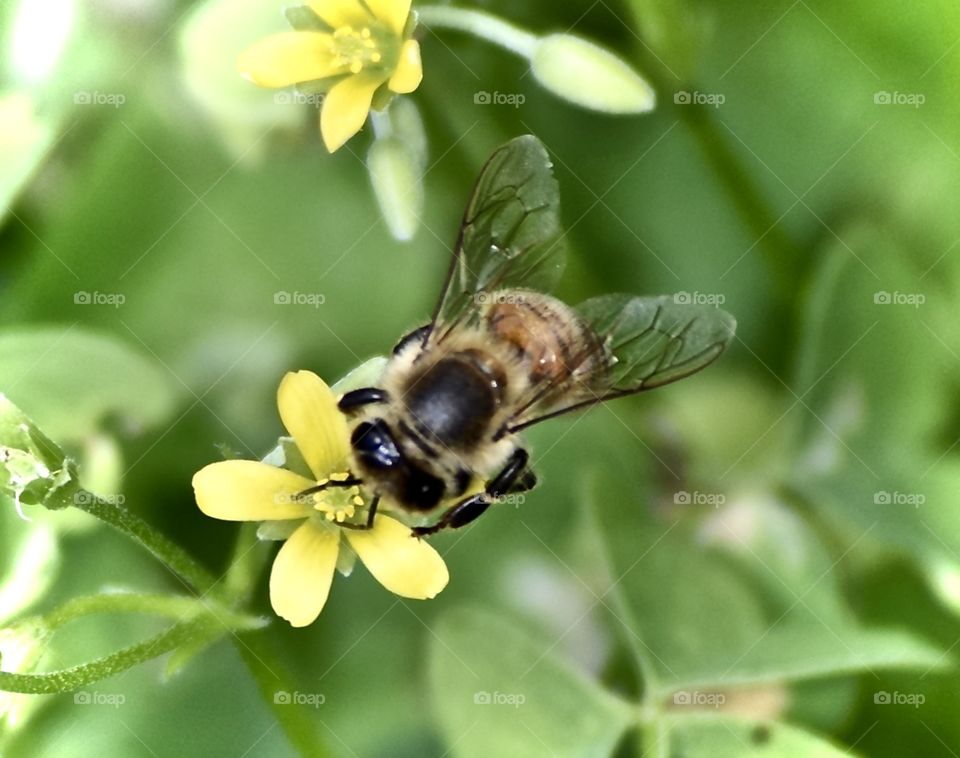 Bee Happy