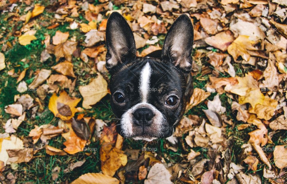 Hugo the Boston Terrier