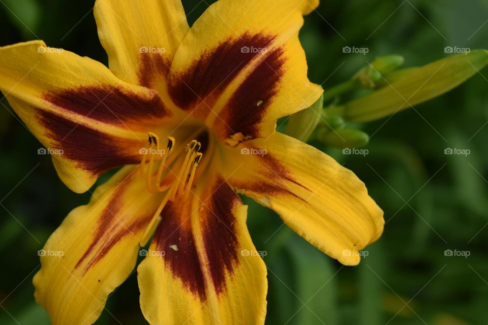 Beautiful yellow flower in the summer sun