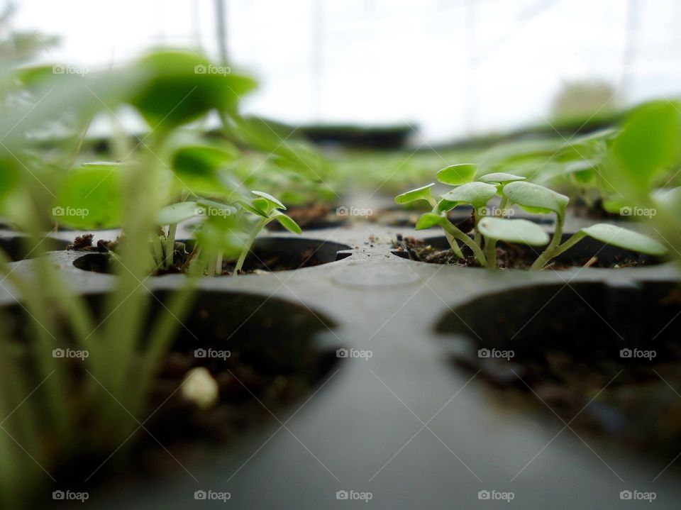 arugula plantation field