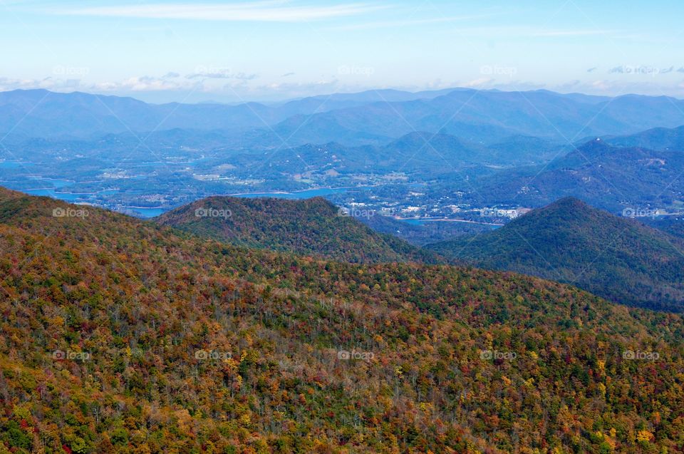 Scenic view of forest