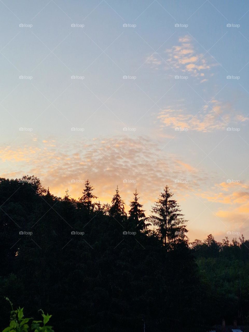 sunset in the fir forest