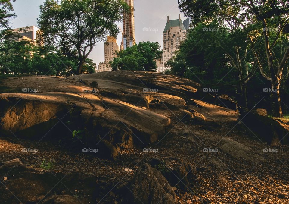 New York, Manhattan, Central Park, people, summer, sunset, trees, plants, grass, green, Park, buildings, architecture, 