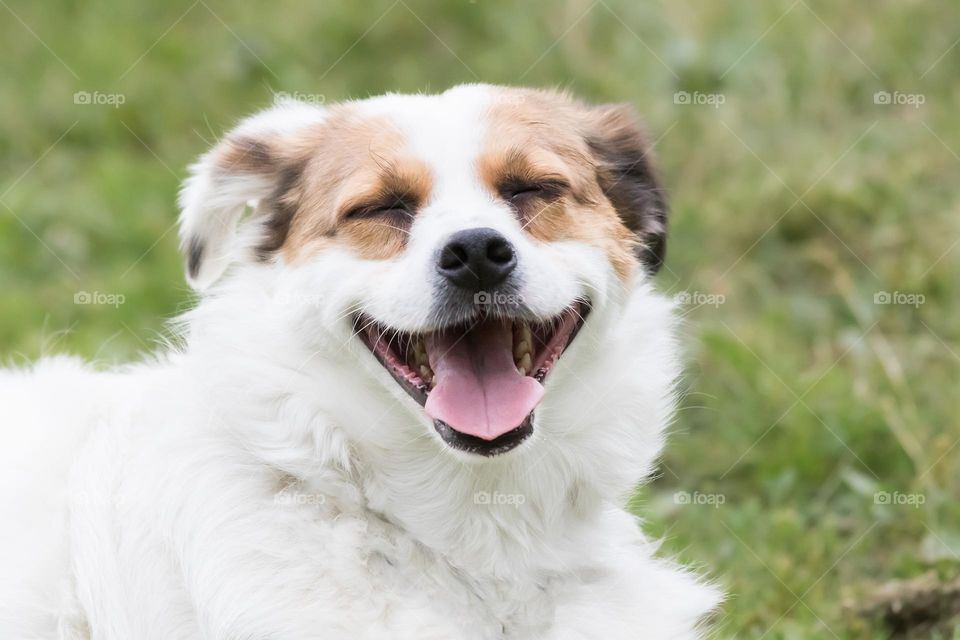 Portrait of a happy smiling dog 