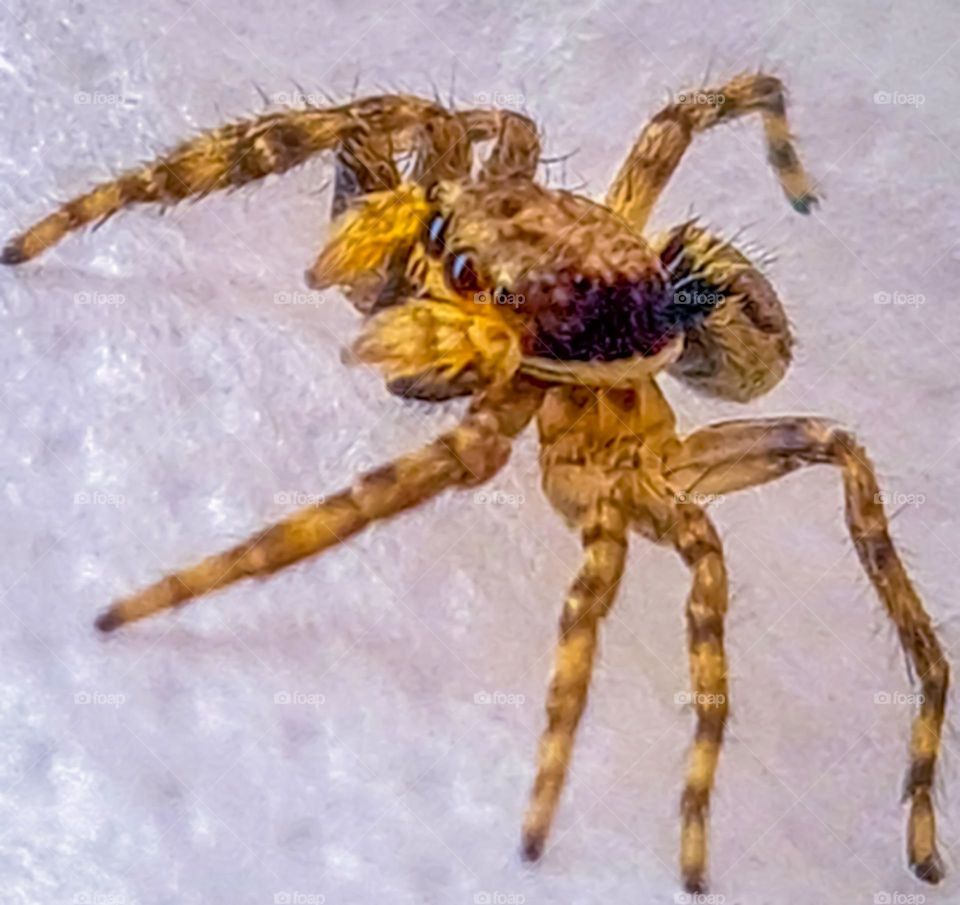 jumping spider