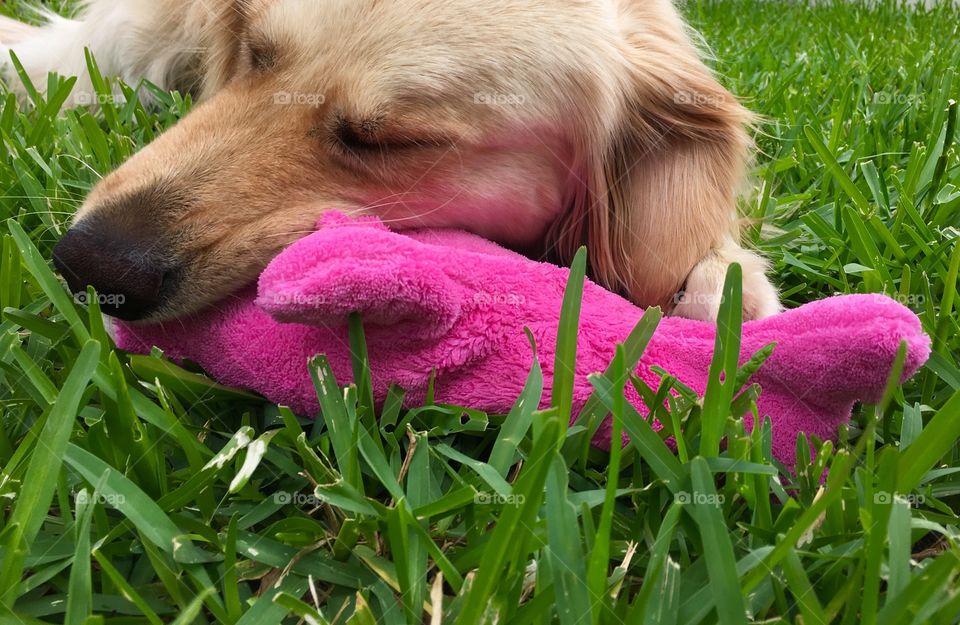 golden retriever snuggling with fav toy
