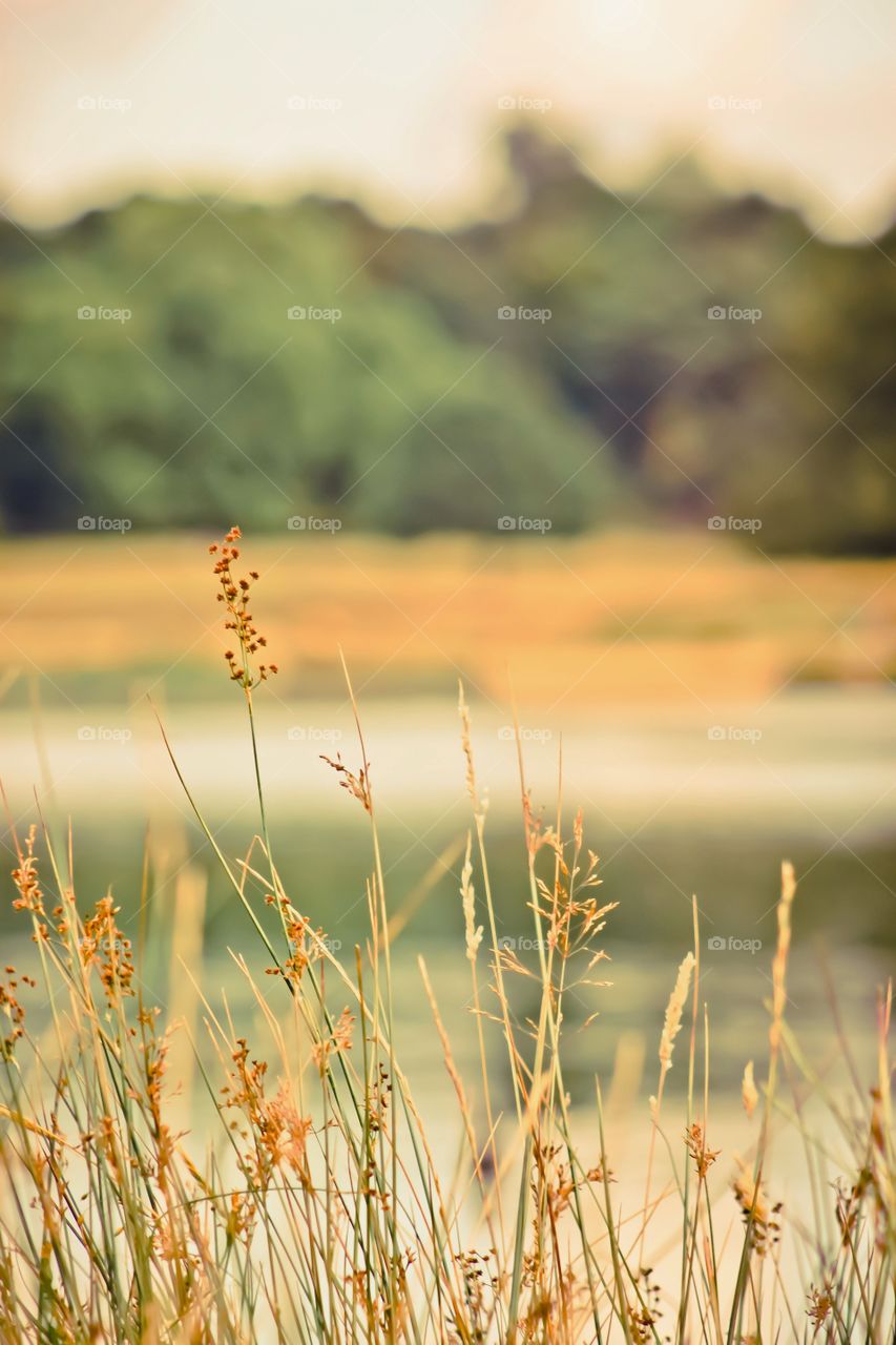 Park view. Relaxing in Richmond Park