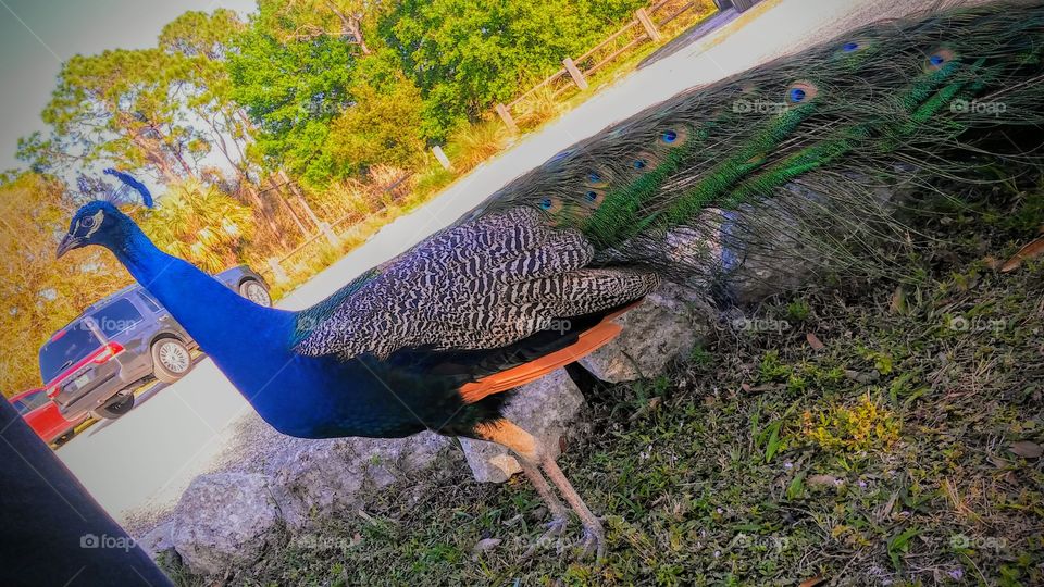 Beautiful Peacock