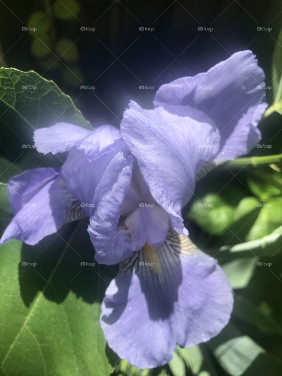 Lavender bearded iris 
