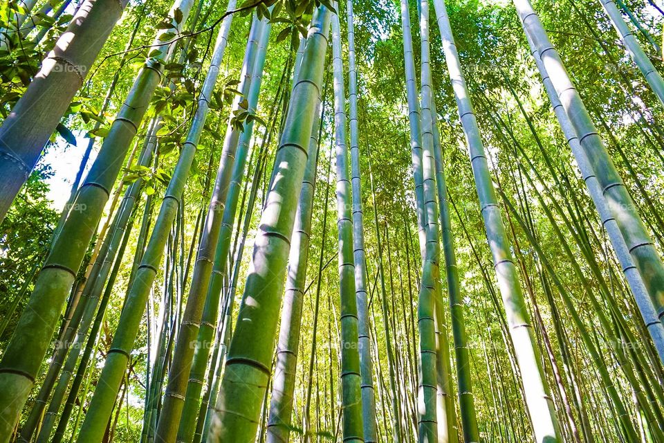 Arashiyama Bamboo Forest
Kyoto, Japan
