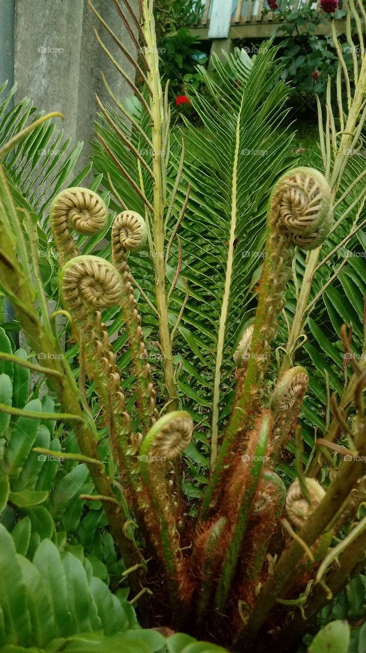 NATURE ENVIRONMENTAL BOTANICAL