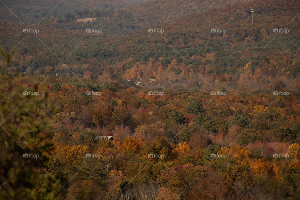 Valley of Autumn Trees