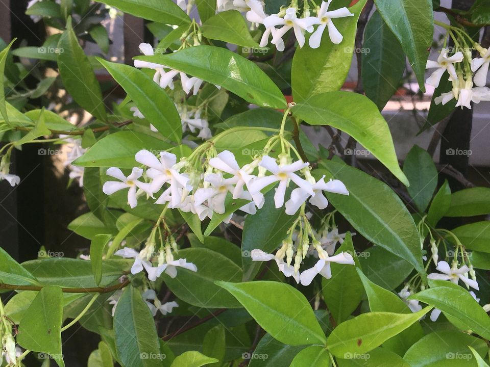 White jasmine flowers and green leaves