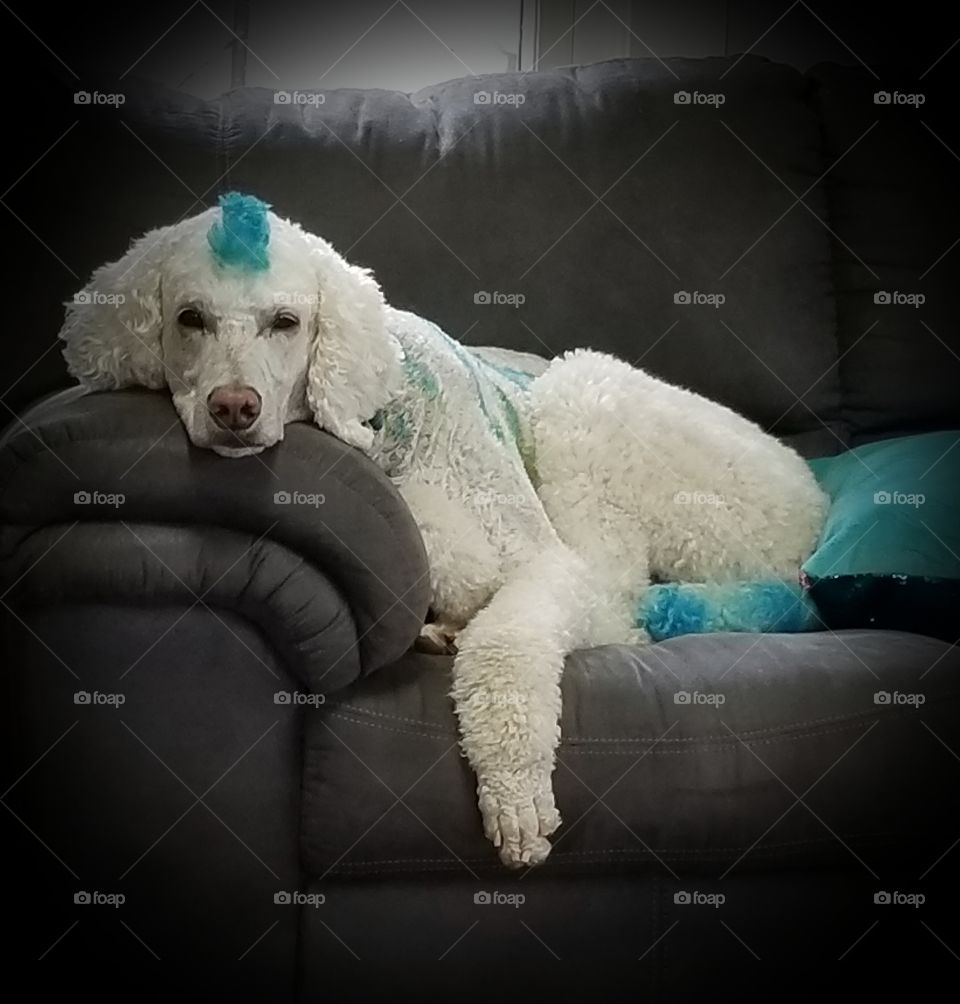 sleepy poodle