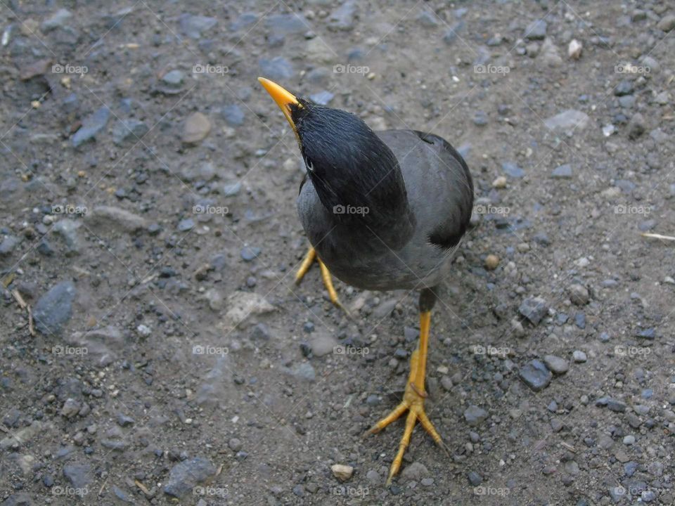 Javan Myna. Friendly bird's coming to me at the morning. Grey dark body very contrastly with the bill , lengt , and feet. Yellow's closed very near with the colour of oranje. Jalak kebo, jalak kerbau , how's indonesian calling for the bird.