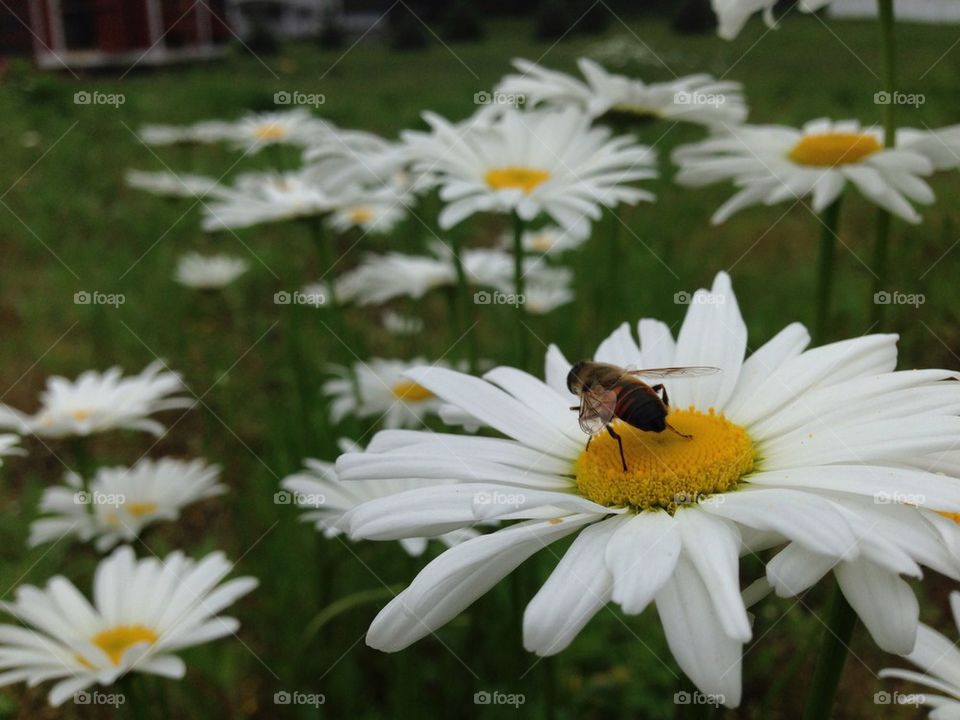 It's a daisy explosion for this Busy bee..🐝