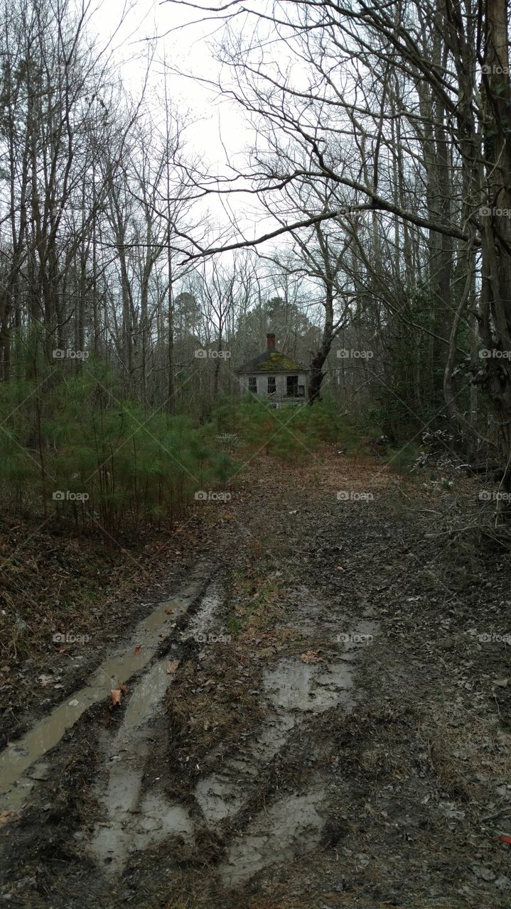house through the woods