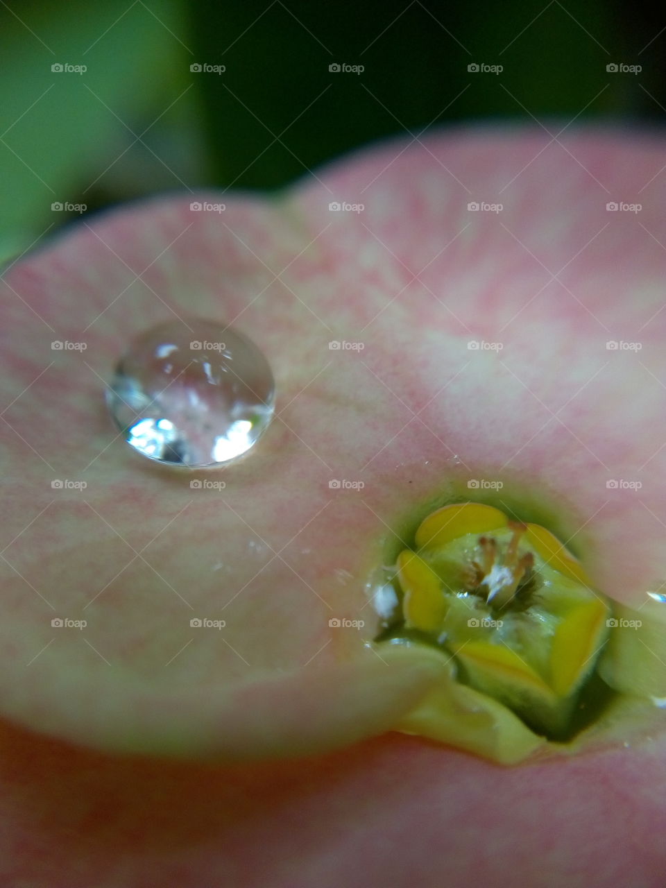 A flowing water on the petal of flowers.