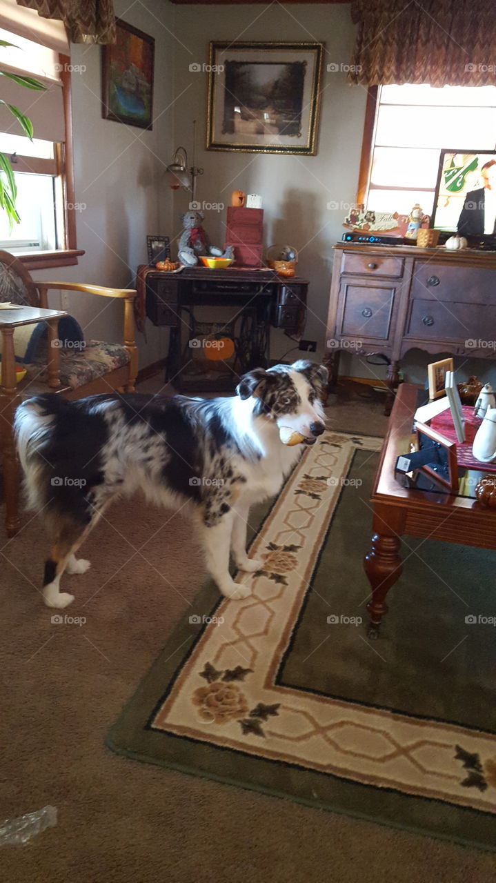 stole a dinner roll from table