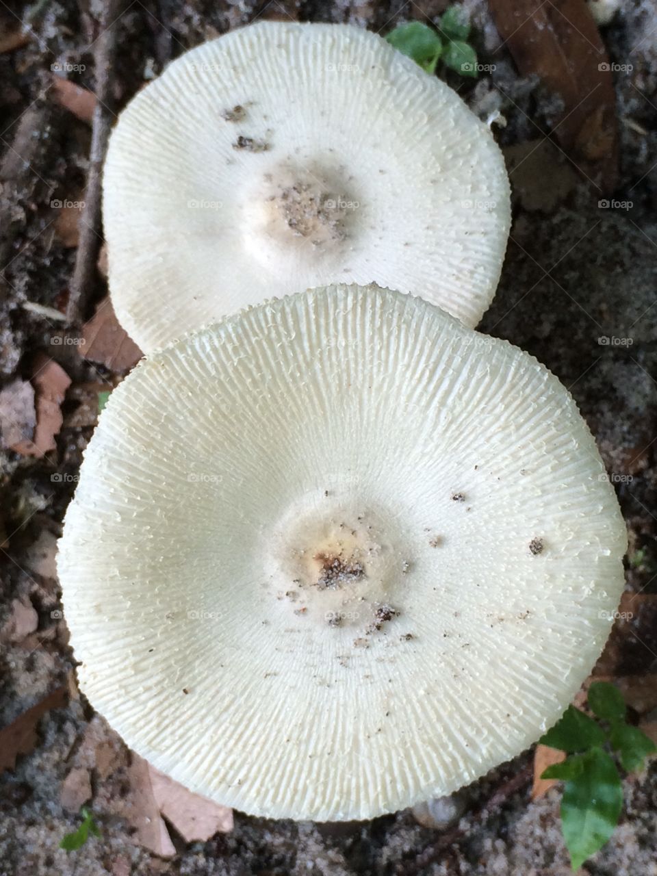 Topshroom