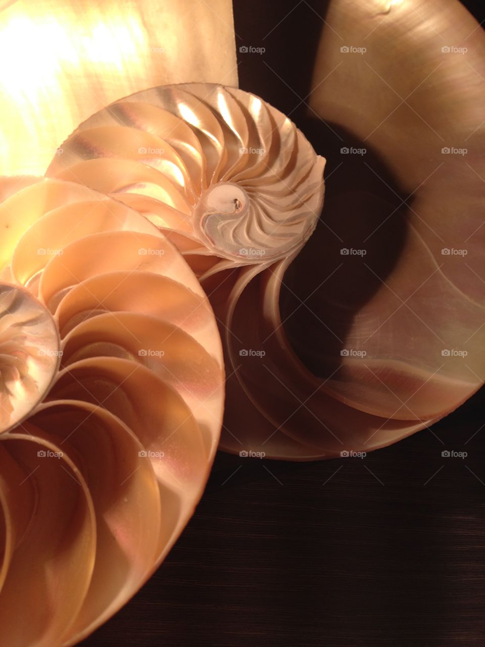 Nautilus shell cross section spiral symmetry Fibonacci sequence pompilius seashell half slice