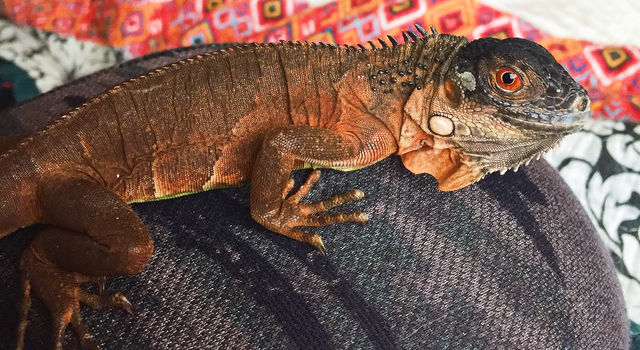 Drogon the Iguana